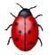 coccinella