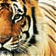 L'avatar di tigre