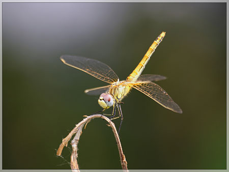 libellula