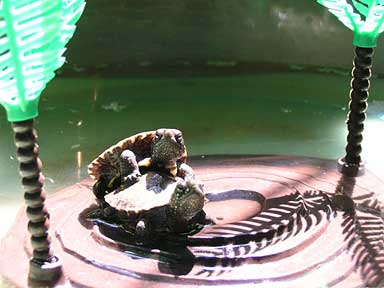 rana