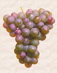 Gewurztraminer