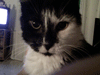 dafne1.1.gif