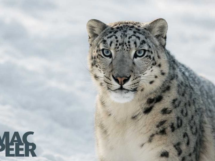 iOS 27 punta sulla qualità: il ritorno dell’approccio Snow Leopard