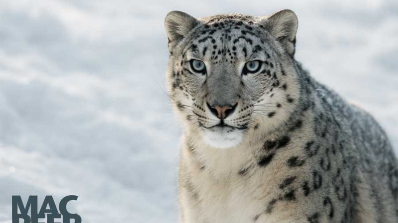 iOS 27 punta sulla qualità: il ritorno dell’approccio Snow Leopard iOS 27 punta sulla qualità: il ritorno dell’approccio Snow Leopard