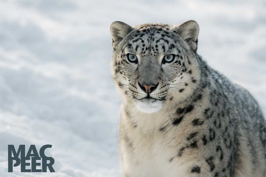 iOS 27 punta sulla qualità: il ritorno dell’approccio Snow Leopard