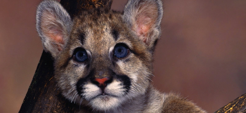 Apple annuncia OS X Mountain Lion